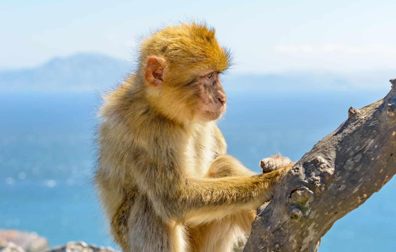 Gibraltar Tour Booking - Panoramic Tour