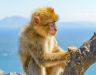 Gibraltar Tour Booking - Panoramic Tour