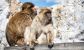 Gibraltar Platinum Tour - Guided Tour by Victory Tours