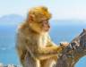 Gibraltar Extended Tour by Inside-Out Rock Tours