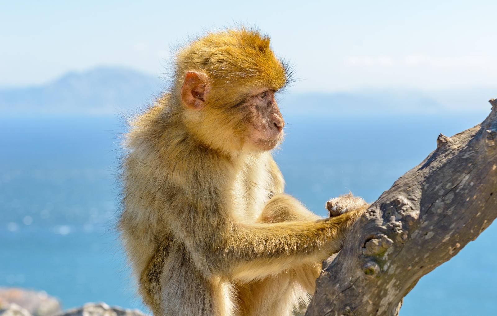 Gibraltar Extended Tour by Inside-Out Rock Tours