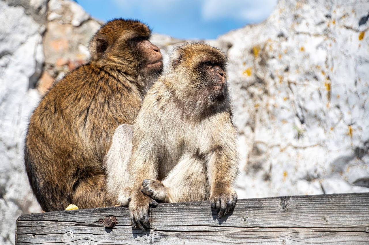 360º Gibraltar Experience Tour